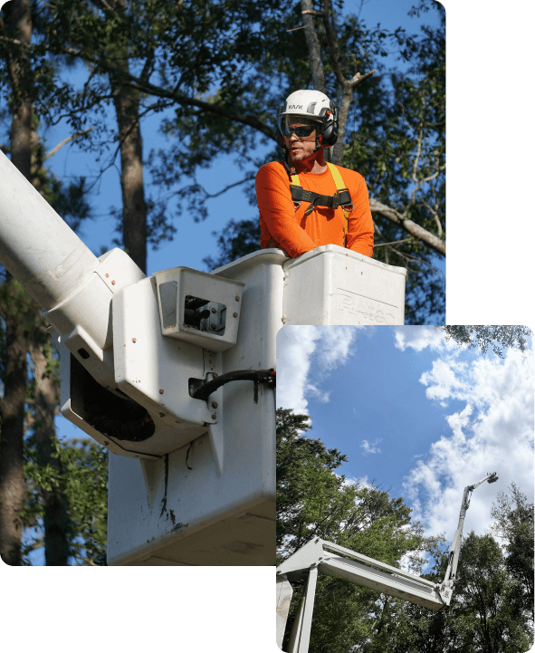 Tree Trimming Services Hammond, LA Tangi Tree